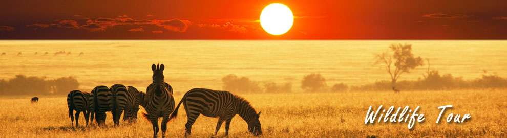 Wildlife Tour